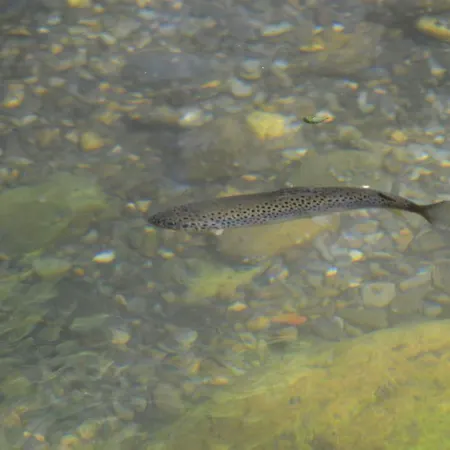 La Fuste Couette-café