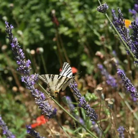 Panzió La Fuste Brusque