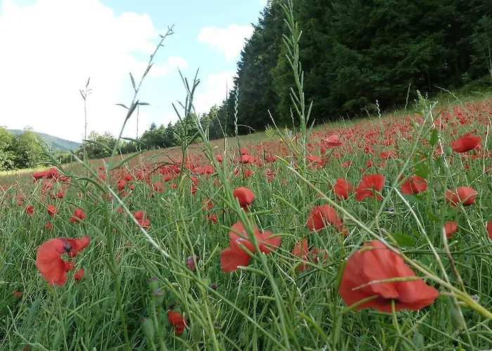 Bed & Breakfast La Fuste 3*